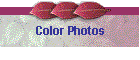 Color Photos